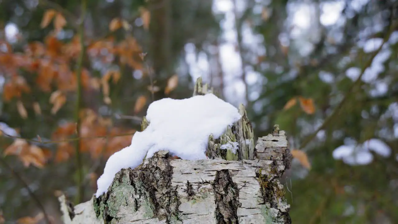 Tree Trunk In Winter Forest Wonderland