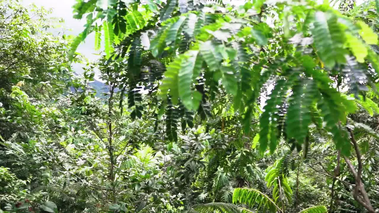 SLOW MOTION reveal of the plant diversity in the jungle of Belize