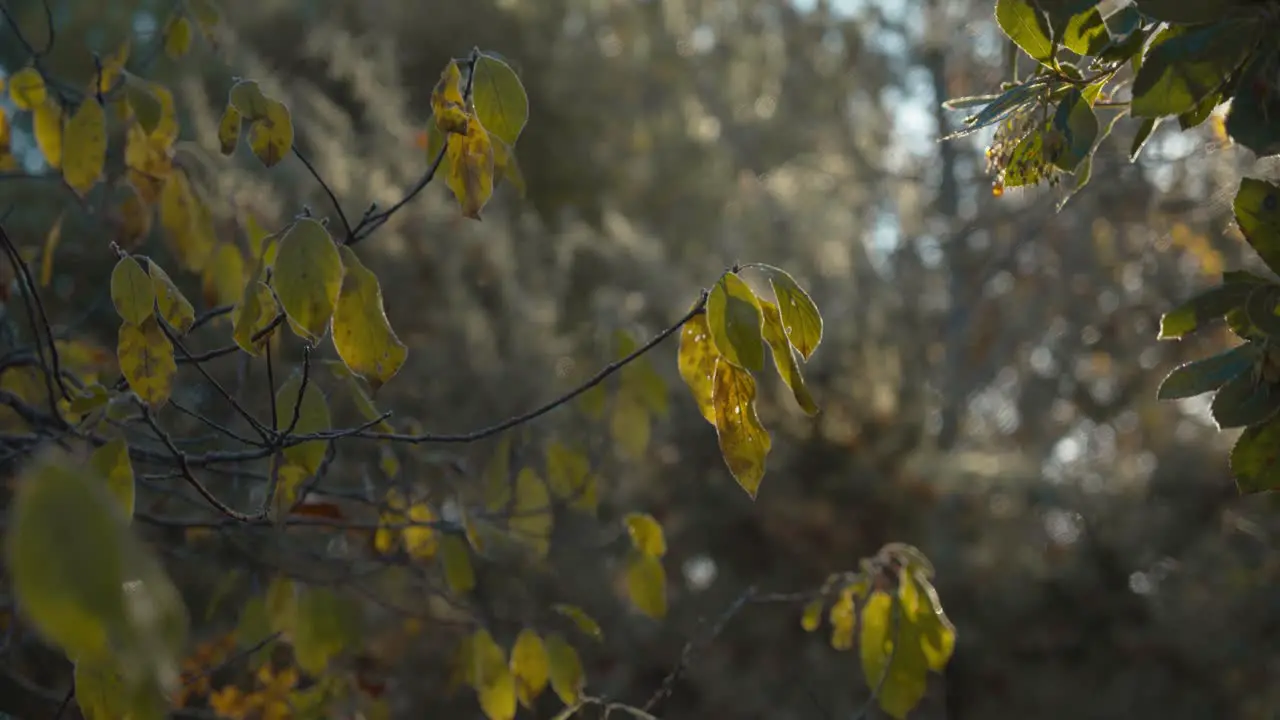 Sunlight filtering through the trees onto green and yellow leaves