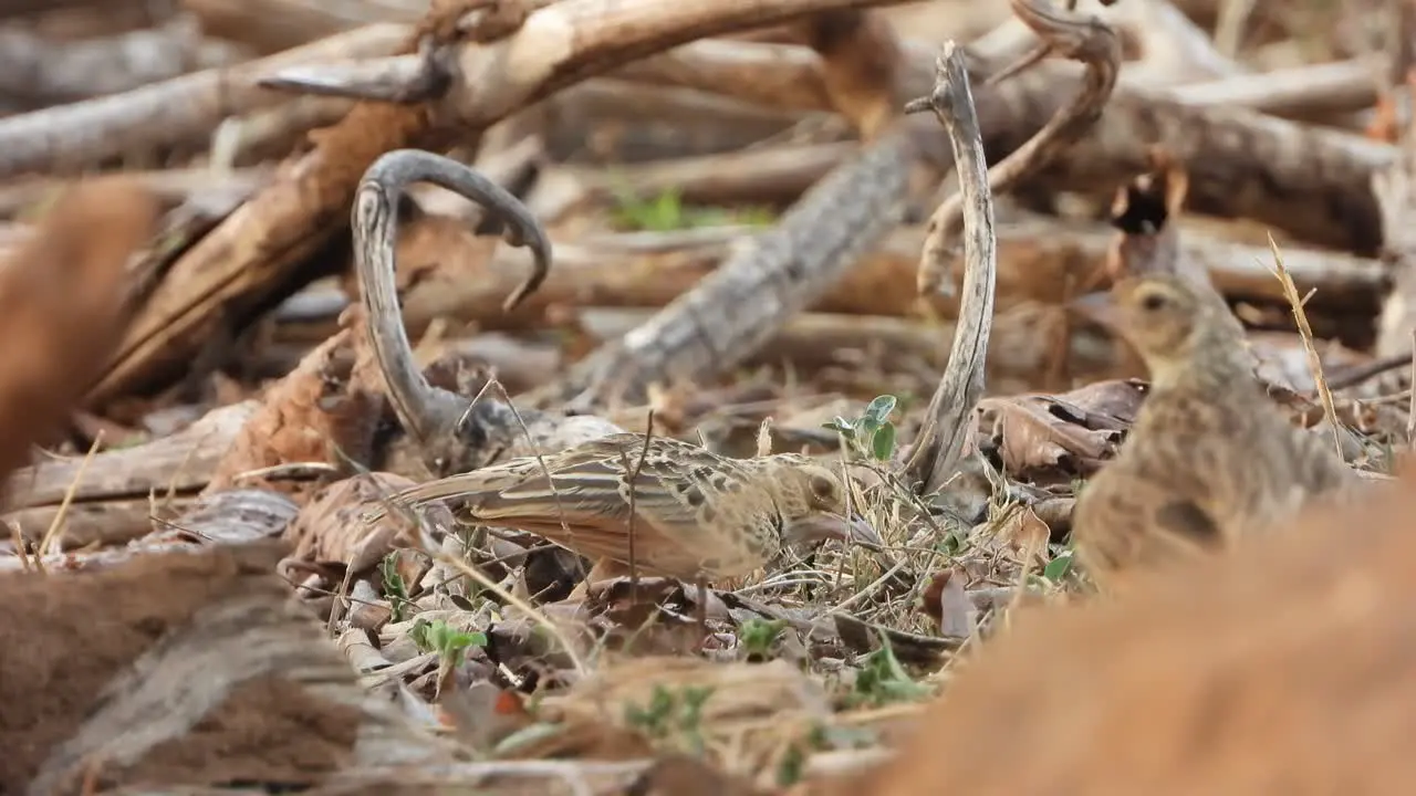 Rock sparrow bird in buses 