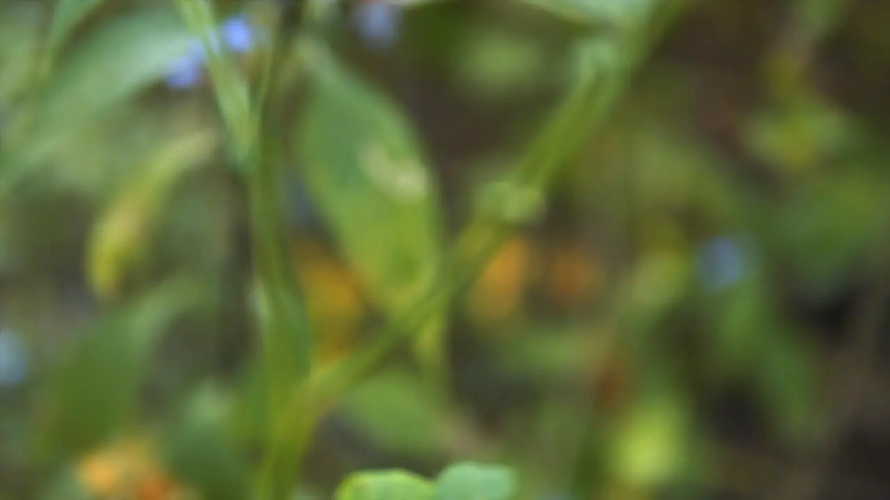 Green Plant Stalk Tilt Shot Background