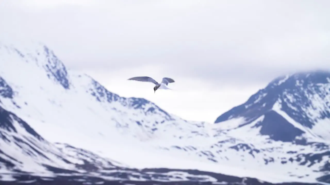 An arctic tern bird flaps it's wings as it hovers over it's nest protecting it's eggs