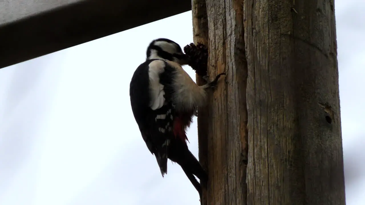 Woodpecker feeding on side of a tree in Forest Finland