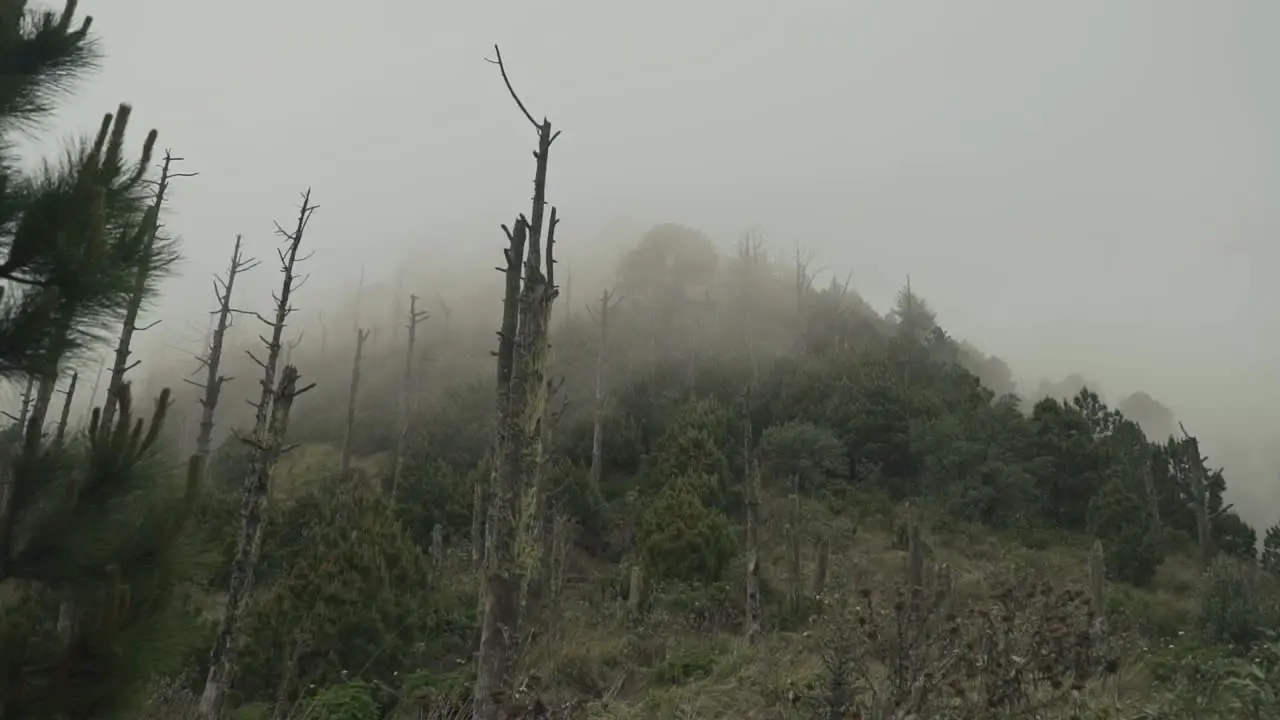 Beautiful green forest with moving fog