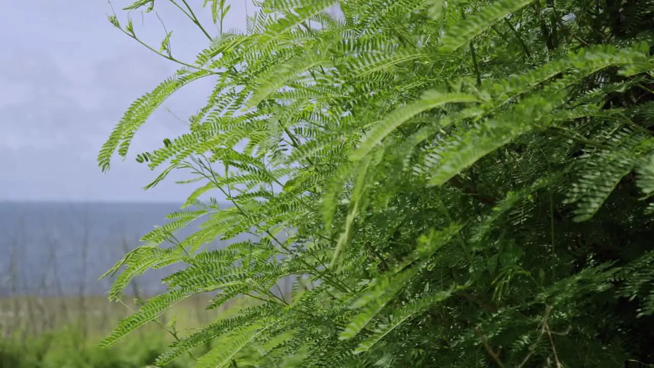 Close up shot of fern leaves during a bright and windy morning