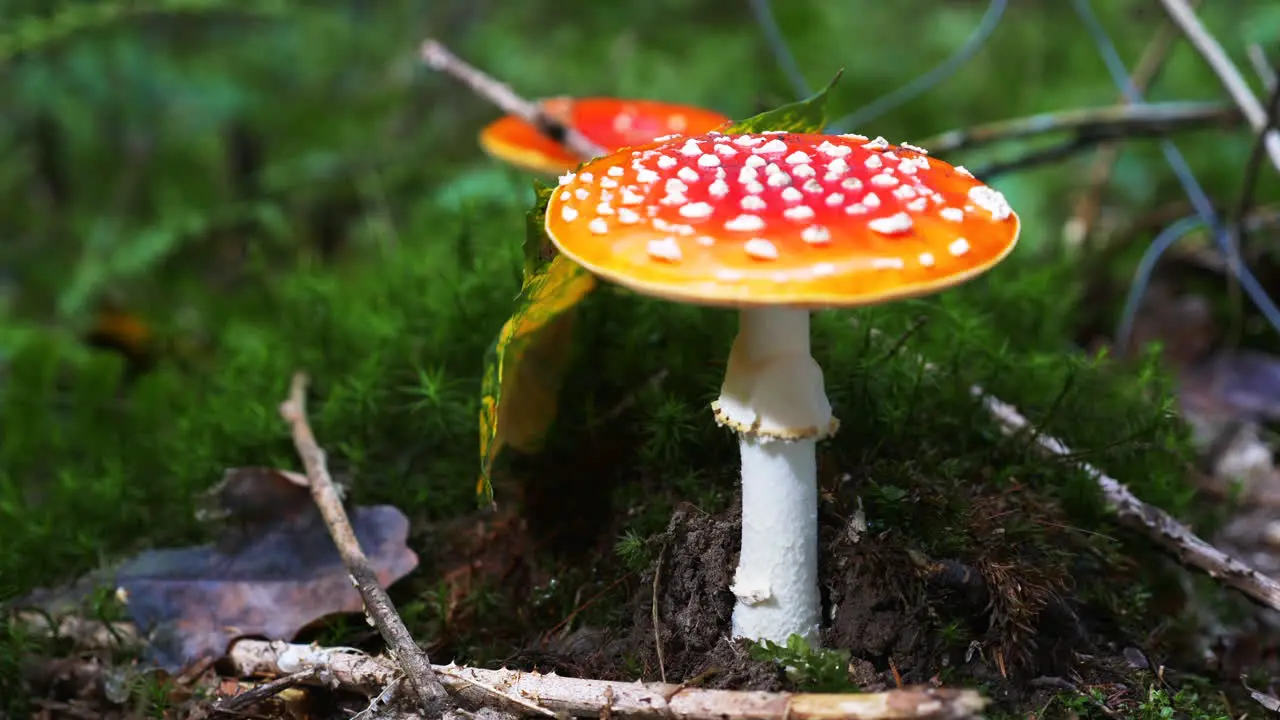 Slowed down close up of a beautiful toadstool and an ant crossing the frame on a mossy wet autumn ground