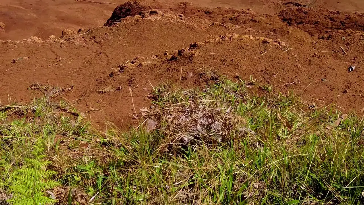 HD Hawaii Kauai slow motion tilt up from grass and dirt to Waimea Canyon with a waterfall in the distance and a bright partly cloudy sky