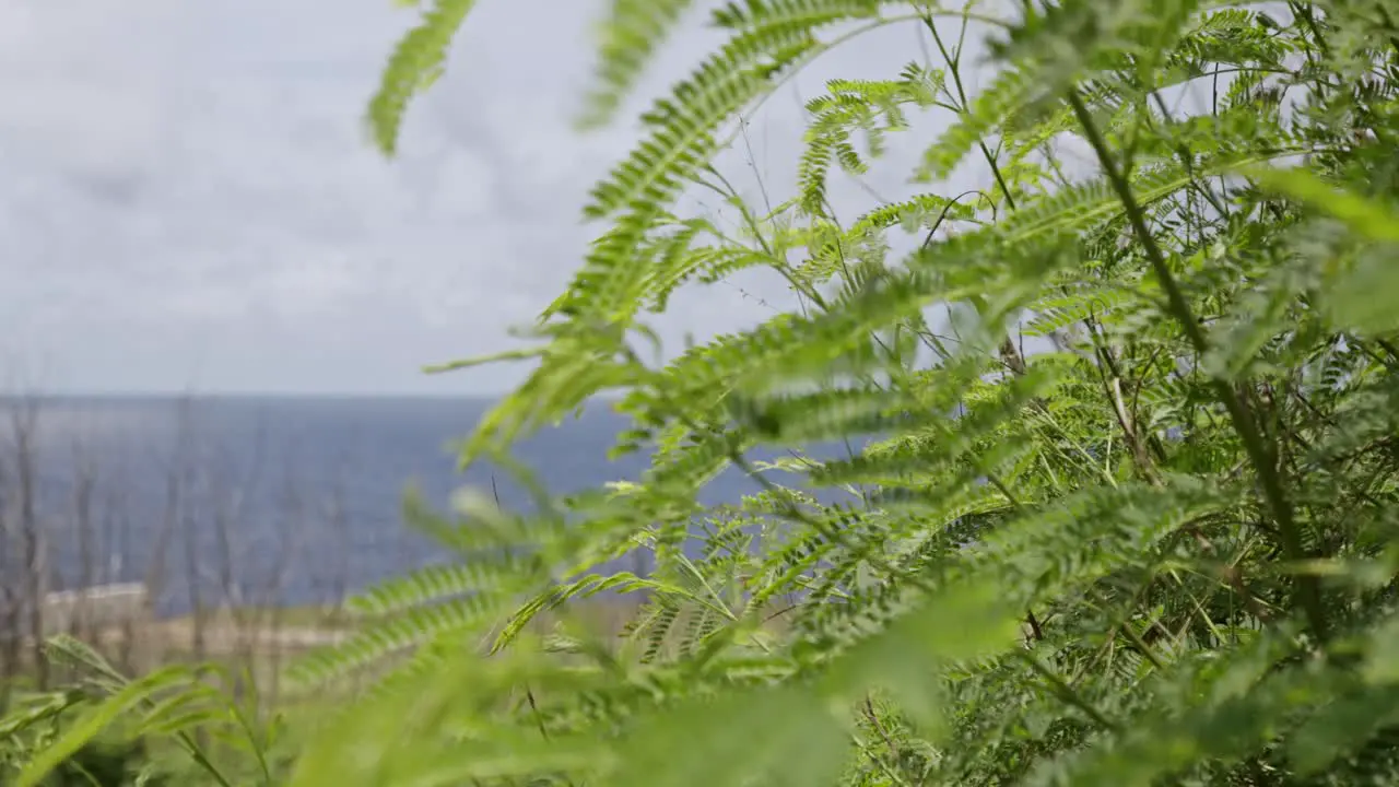 Close up shot of fern leaves during a bright morning with strong winds