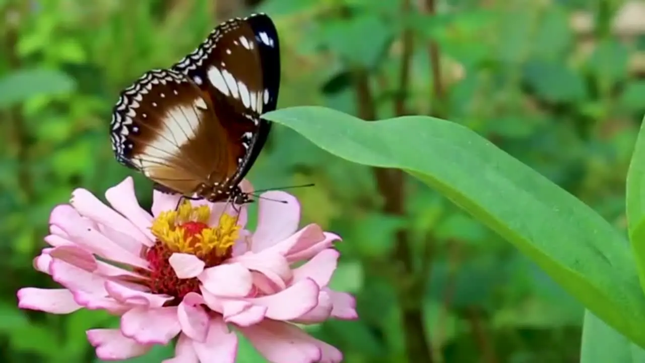 Butterfly drinking sucking sucks eating nectar honey from a pink marigold flower pollination brown colourful butterfly insect close up nature