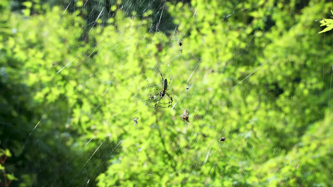 Large Spider Close-Up On A Web Against A Background Of Green Nature In Forest On Sunny Day