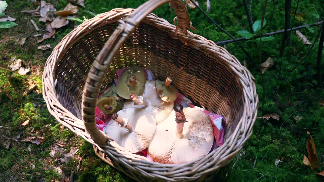 A closer look into a mushroom collectors basket with some parasol and boletes mushrooms inside