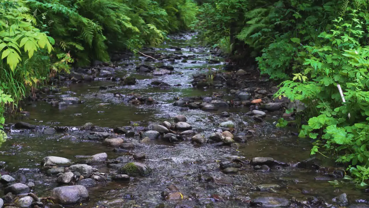 Small stream in a forest