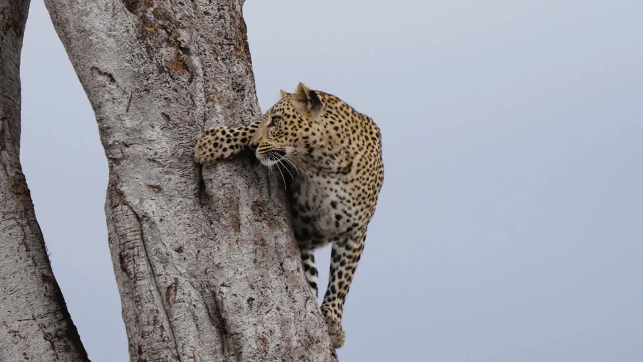 A Reveal Shot Of A Leopard Struggling To Climb Down A Tall Tree In The Wild