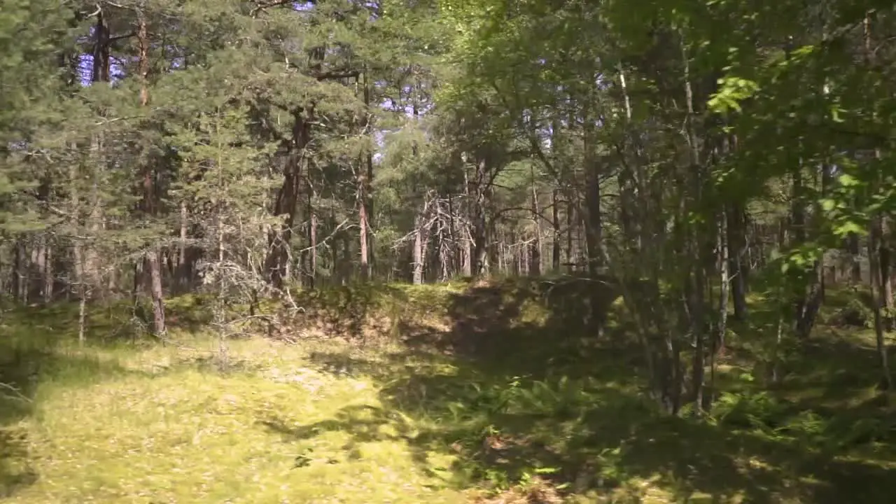 Driving with car passed a beautiful sandy forest in summer sun