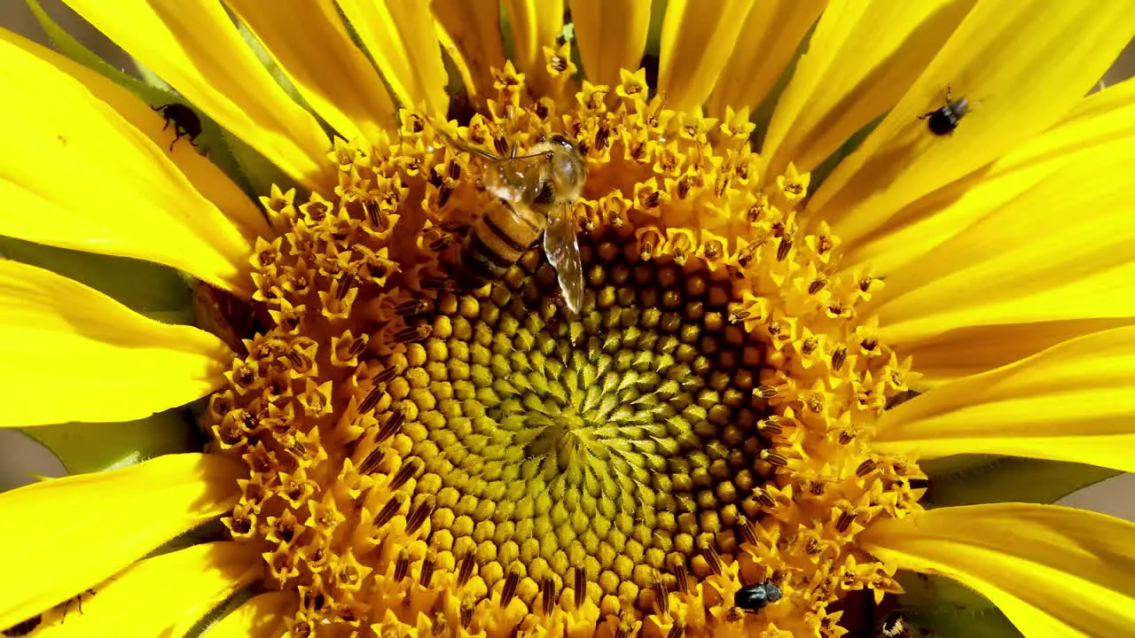 Extreme close up Sunflower flower swaying in the wind