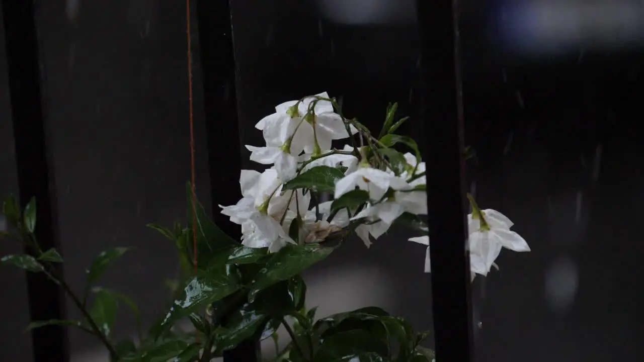 Ice drops hitting a white flower during a hail at a balcony in downtown 180 fps slow motion