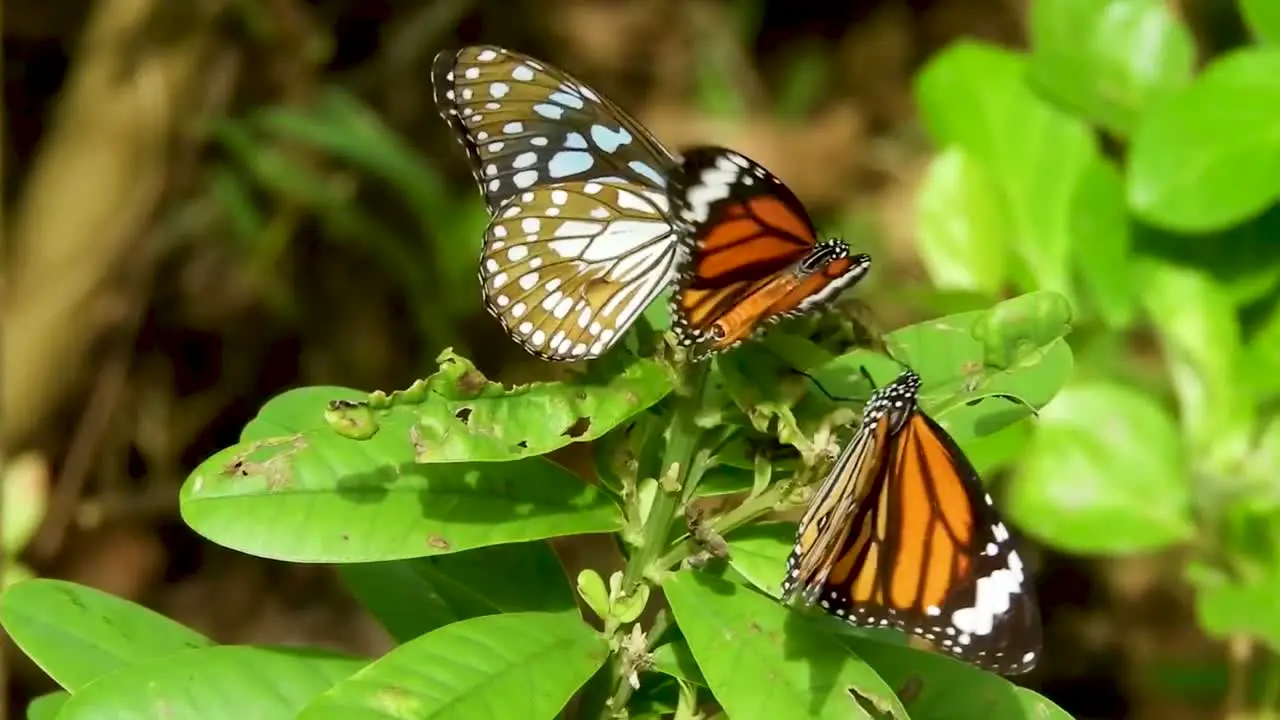 Butterflies sitting on the plant green leaf orange black white colourful butterfly insect perched nature wildlife close up butterflies finding partners