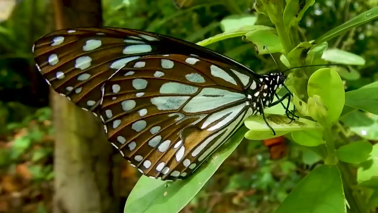 Butterfly sitting perched on the plant green leaf black and white colourful butterfly insect close up nature black spotted butterfly Sri Lankan wildlife