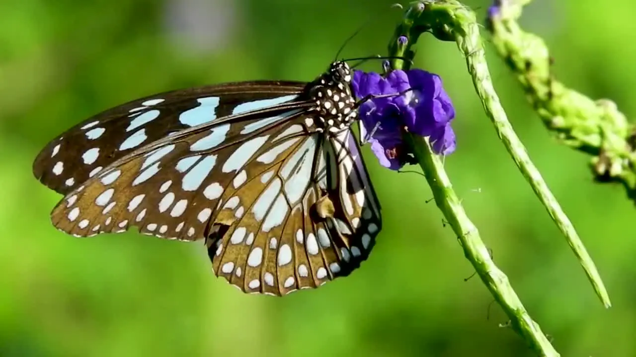 Butterfly drinking sucking sucks eating nectar honey from a flower pollination black and white colourful butterfly insect close up nature blue tiger Tirumala limniace