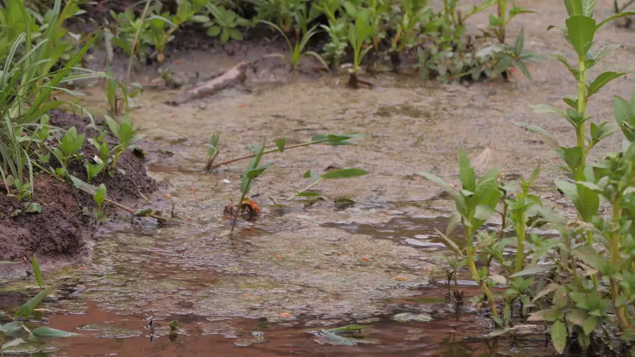 A parkeet in Pantanal flies away from water pond