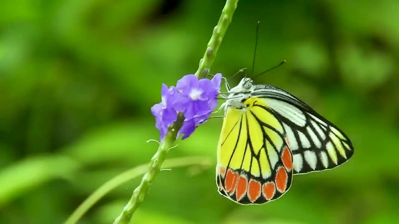 Butterfly drinking sucking sucks eating nectar honey from blue flower yellow red black white butterfly close up nature in south asia Delias eucharis common Jezebel