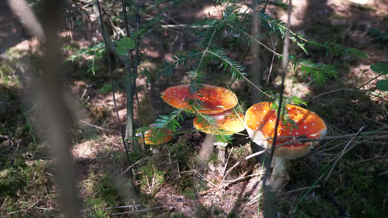 Some toadstools in a dense Austrian forest on a sunny late summer day