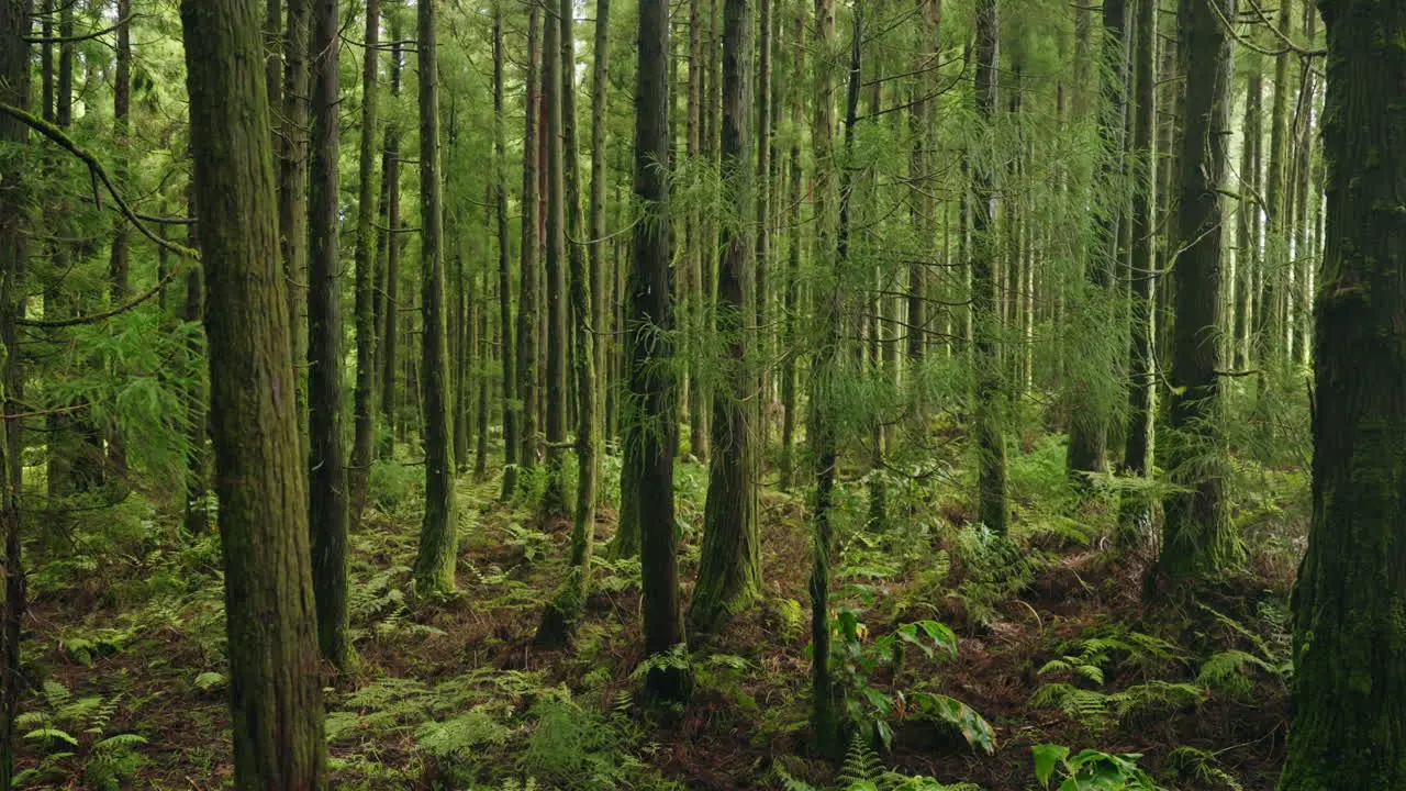 Green lush forest