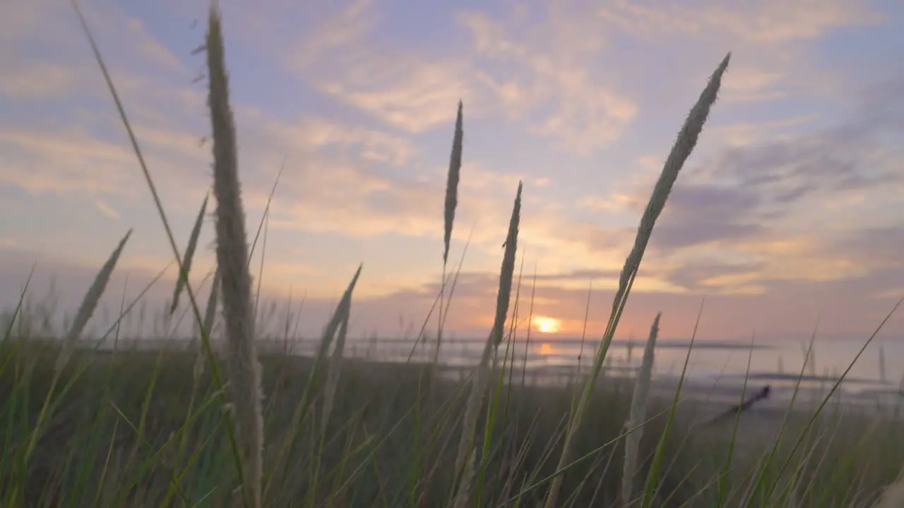 Close up of gently swaying beach grass at sunset in slow motion Sony FX 30 at Fleetwood Lancashire England UK