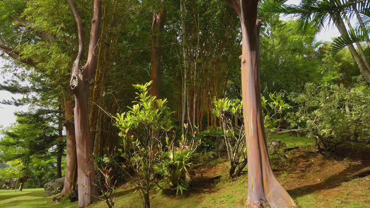 4K Hawaii Kauai boom up of a medium shot of tall rainbow eucalyptus trees