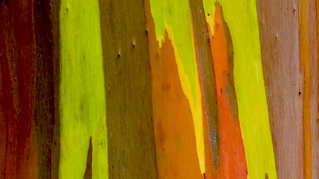 HD Hawaii Kauai slow motion tight shot boom down a rainbow eucalyptus tree trunk