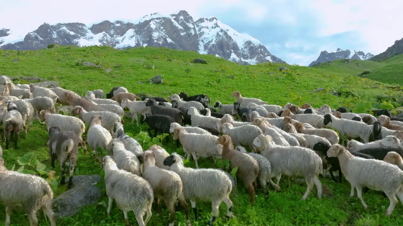 Drone follows Sheep in green grassland hill of Nepal