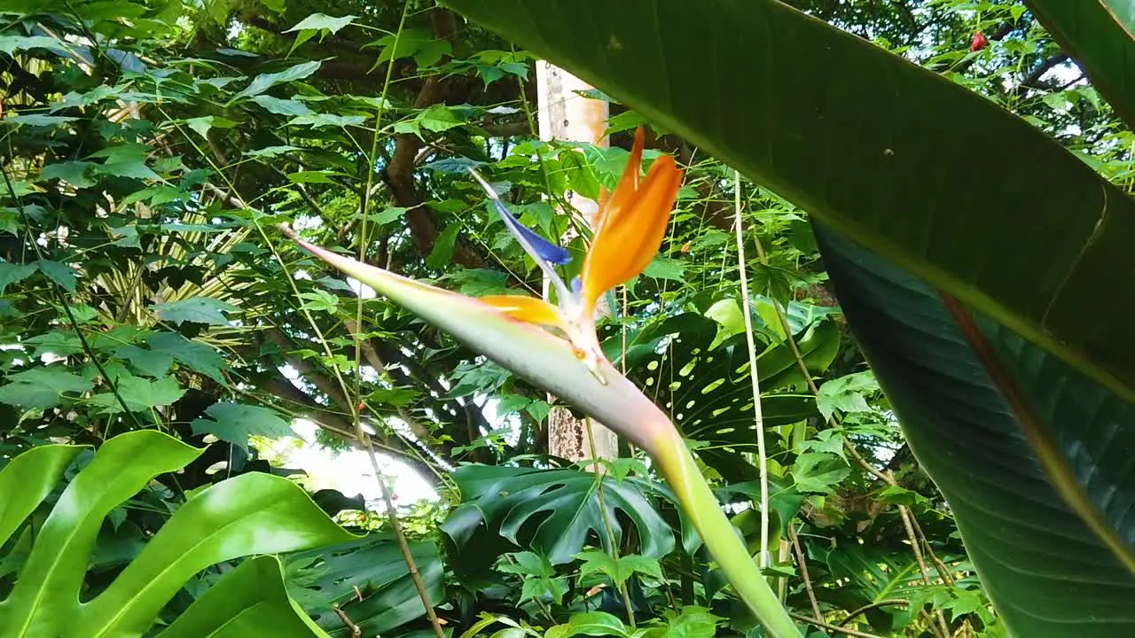 HD Hawaii Kauai slow motion medium handheld shot moving into a tight shot of a bird of paradise flower