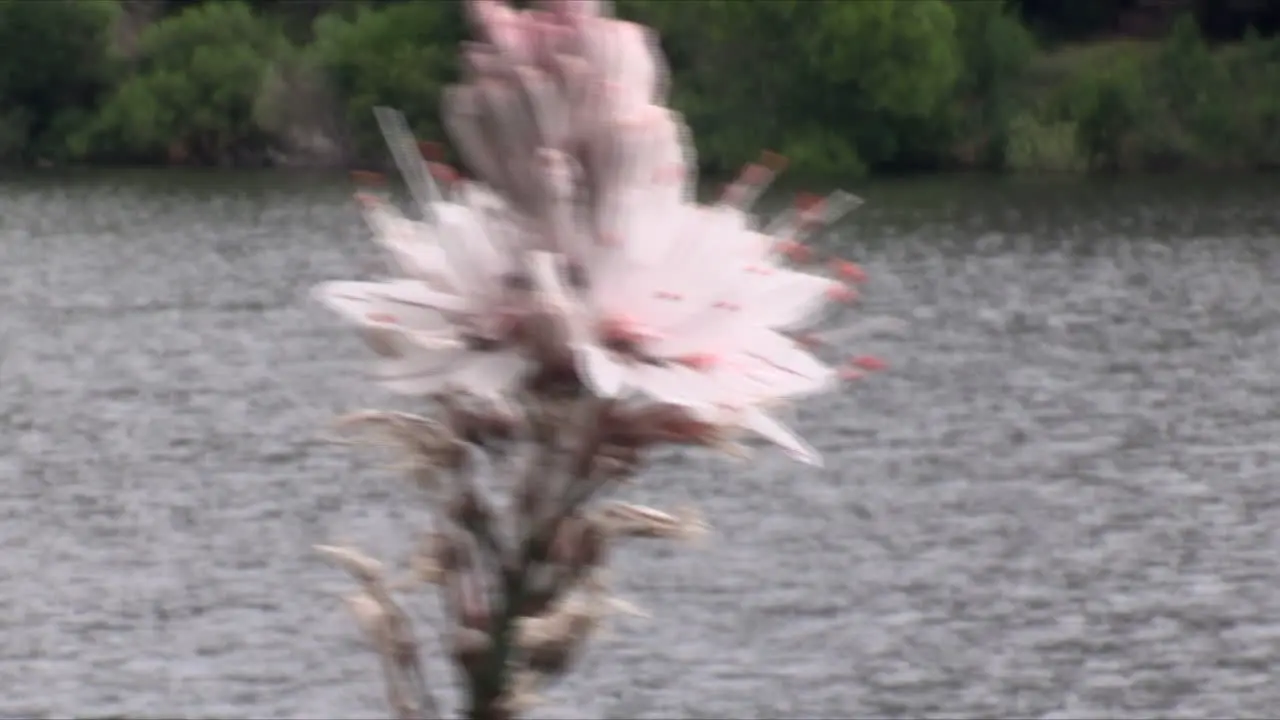 Close-up of branch with asphodel flowers that moves in the wind with sparkling pond water background very beautiful