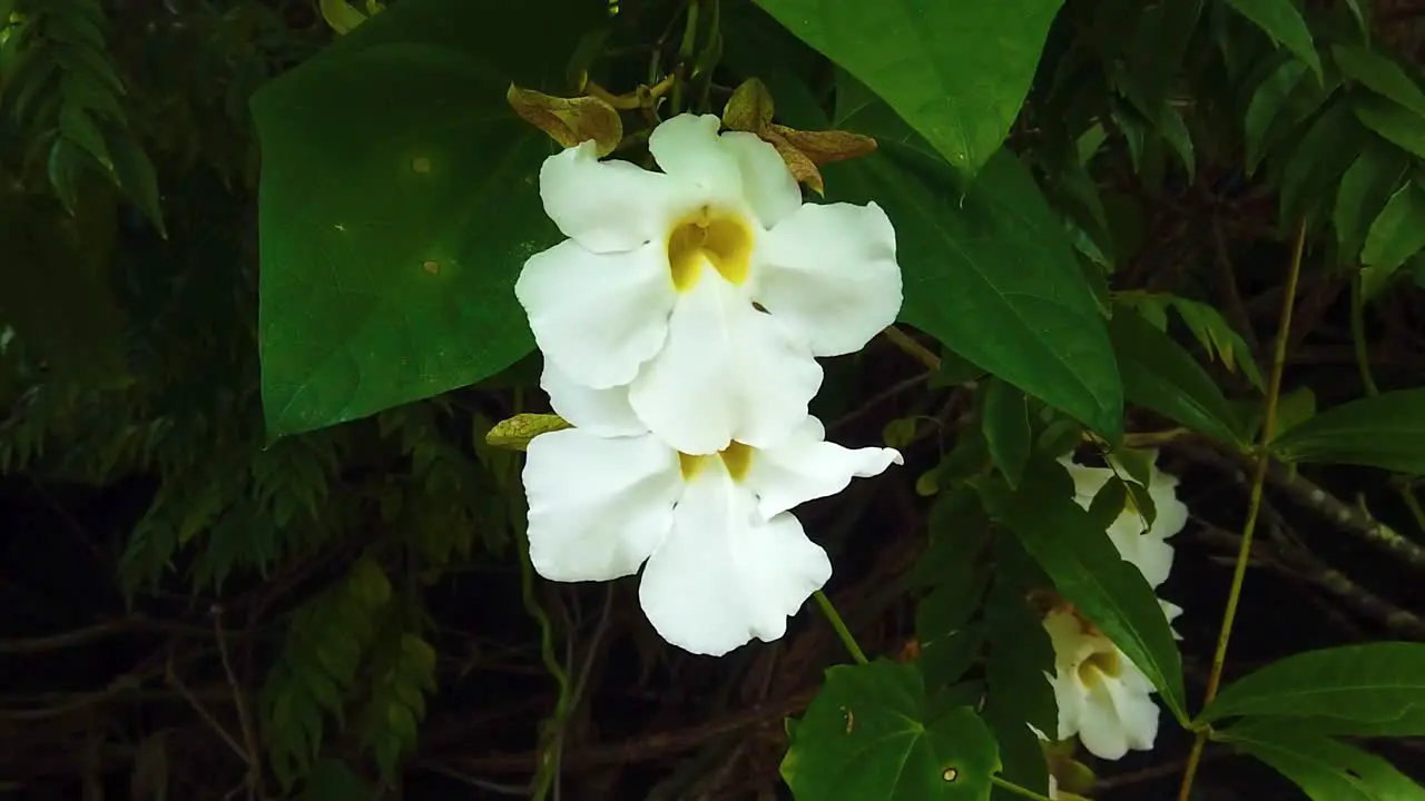 HD Hawaii Kauai slow arching shot of two white flowers with yellow in the middle