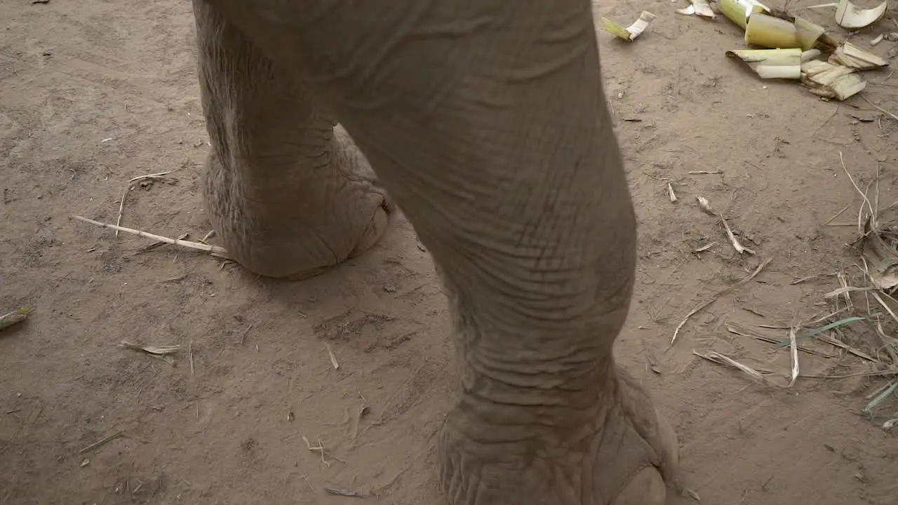 the feet of an elephant