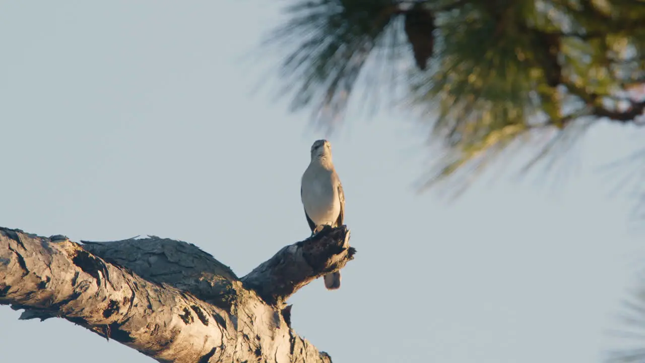 Mocking bird on pine tree branch high speed slow motion