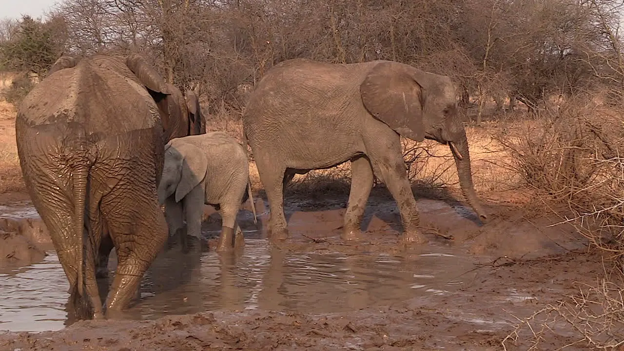 Elephants wallowing at waterhole Greater Kruger Static