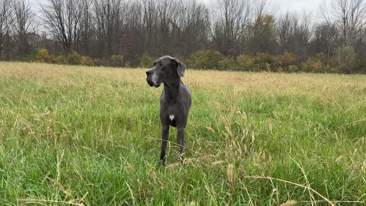 Majestic Great Dane Standing in a Sea of Tall Grass