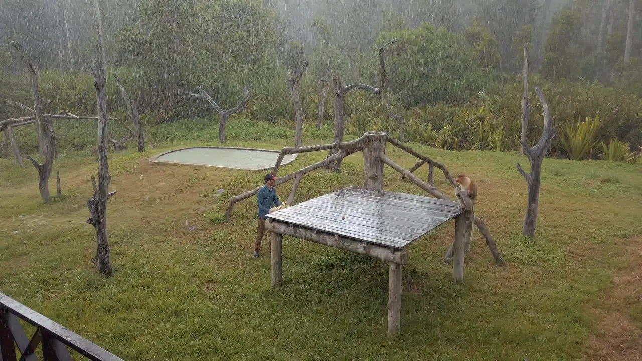 Man walks out to feed proboscis monkey sitting in heavy rain in the Borneo rainforest