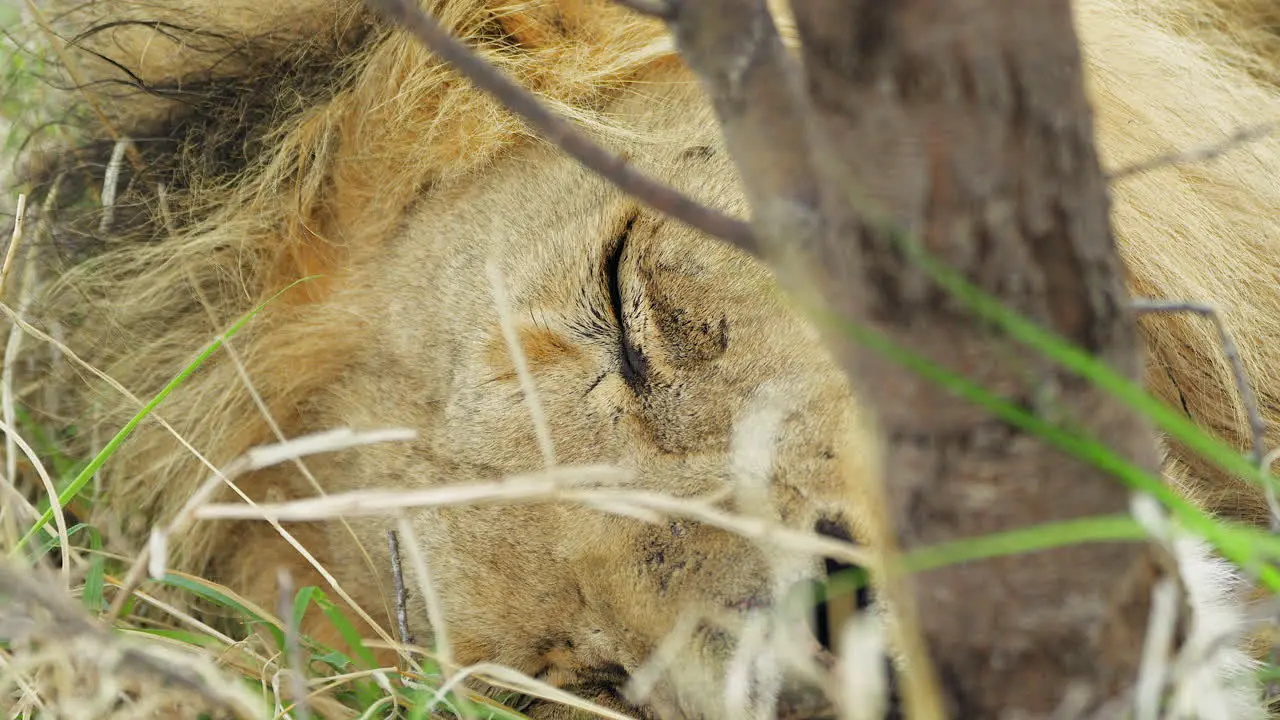 Extreme Close Up Of A Lion Peacefully Sleeping On The Grass