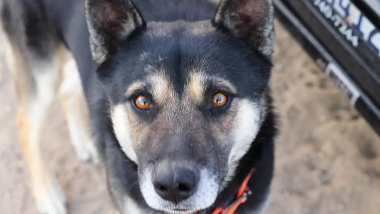 Mixed breed dog with brown large eyes looks at objects and licks muzzle wearing orange collar around neck