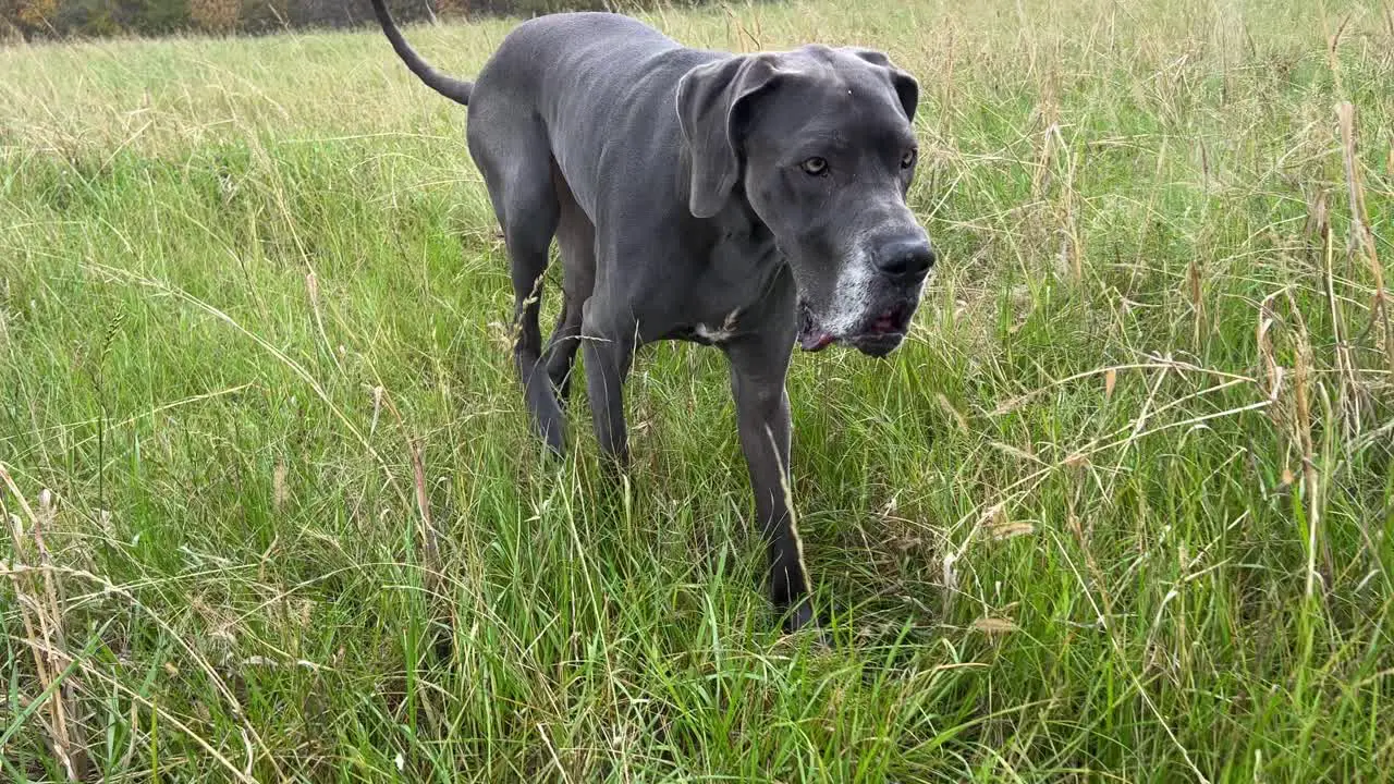 Adult Blue Female Great Dane Walking Through Field