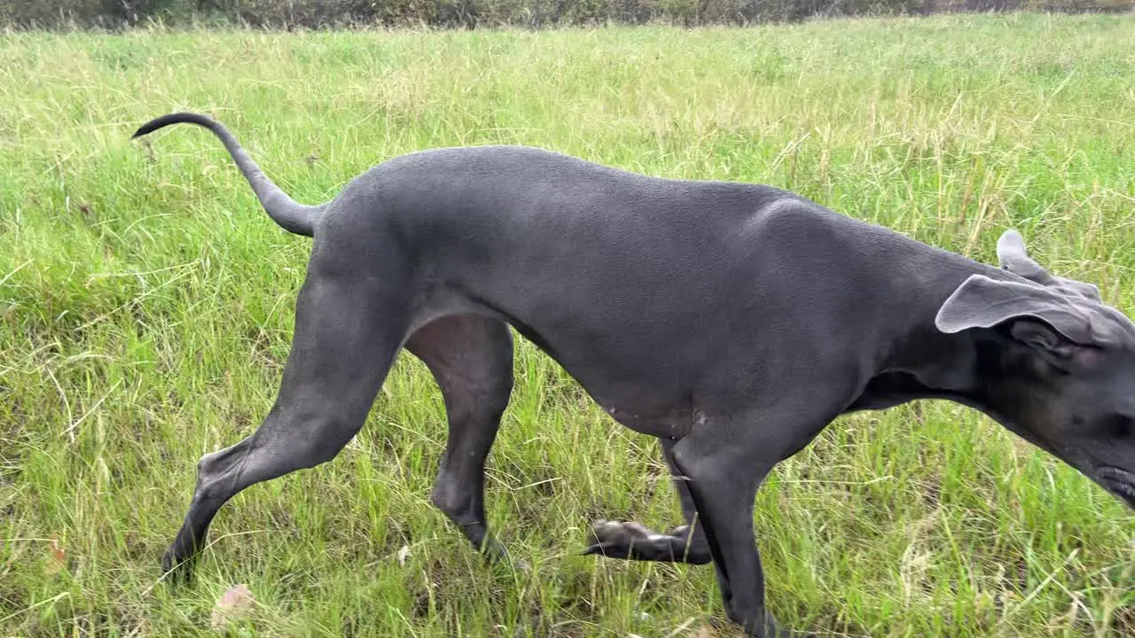 Majestic Great Dane Strolling Through a Sea of Tall Grass