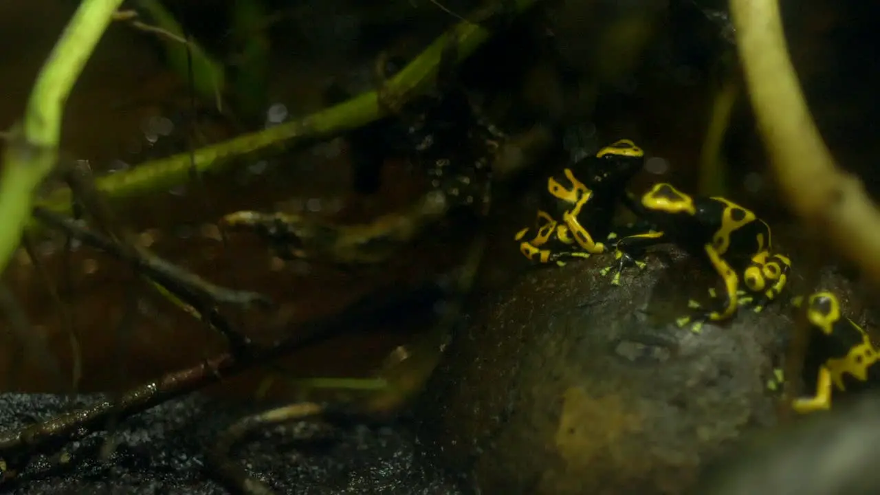 Poisonous yellow frog in rainforest