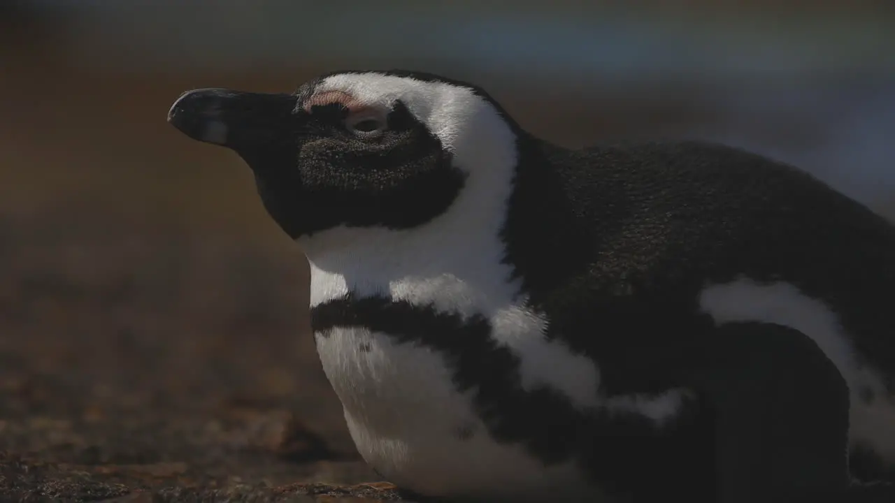 African penguin laying on rock feeling sleepy eyes closing