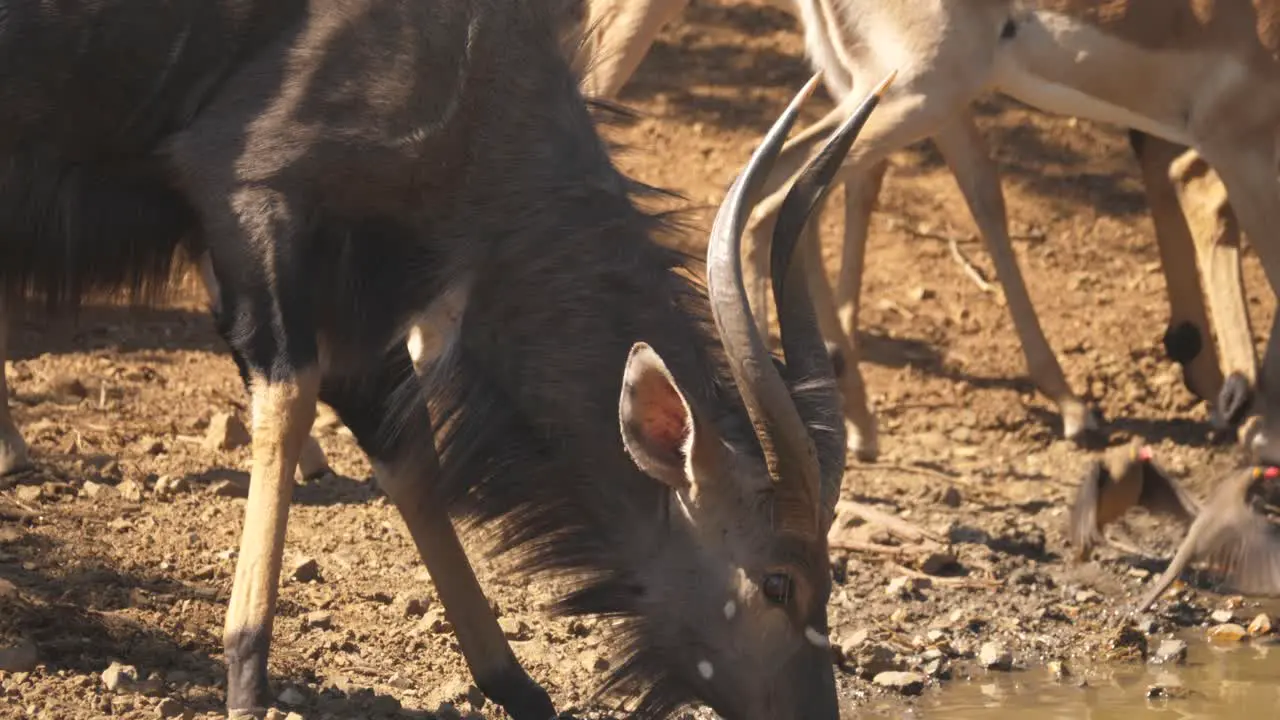 A male nyala sips from a watering hole close up profile shot