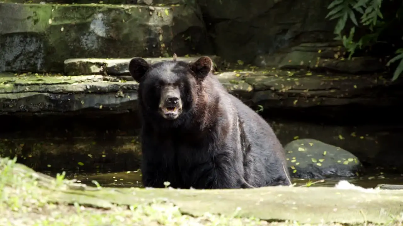 Black Bear sunbathes in water at zoo sunlight shimmers on mossy rocks