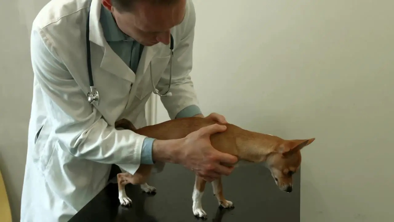 Vet examining little dog in office 