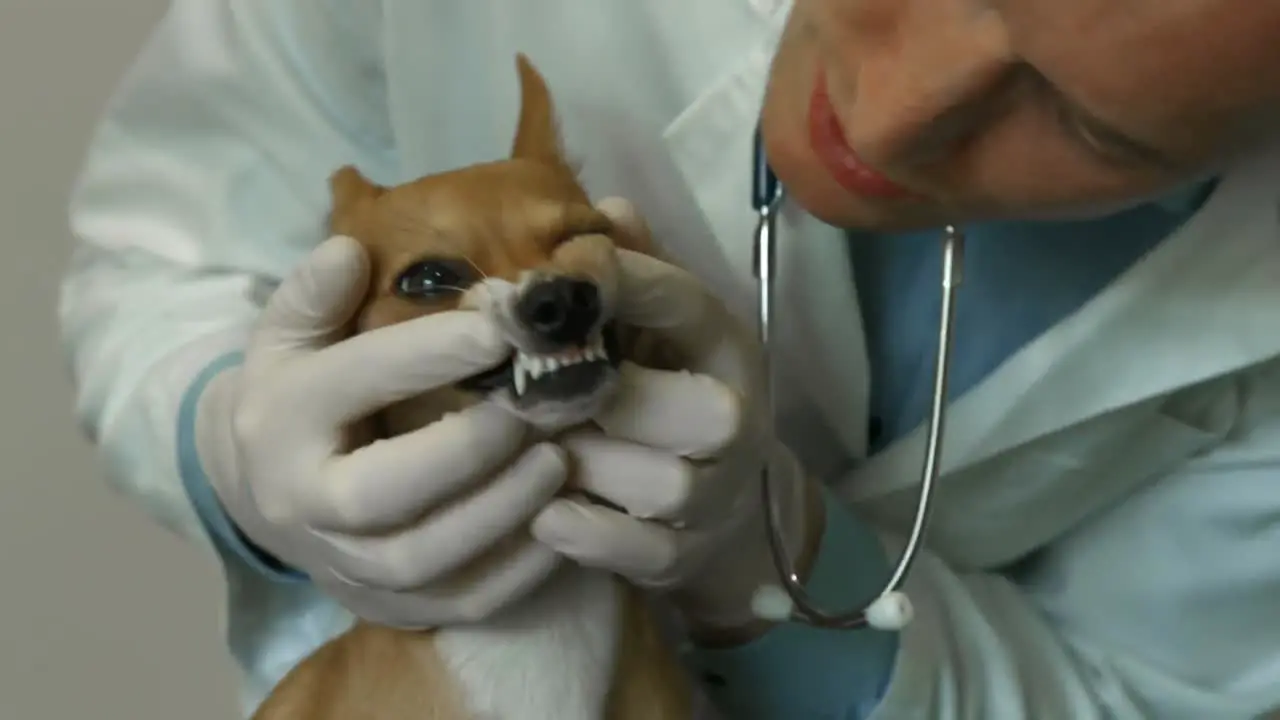 Vet examining little dog in his office 