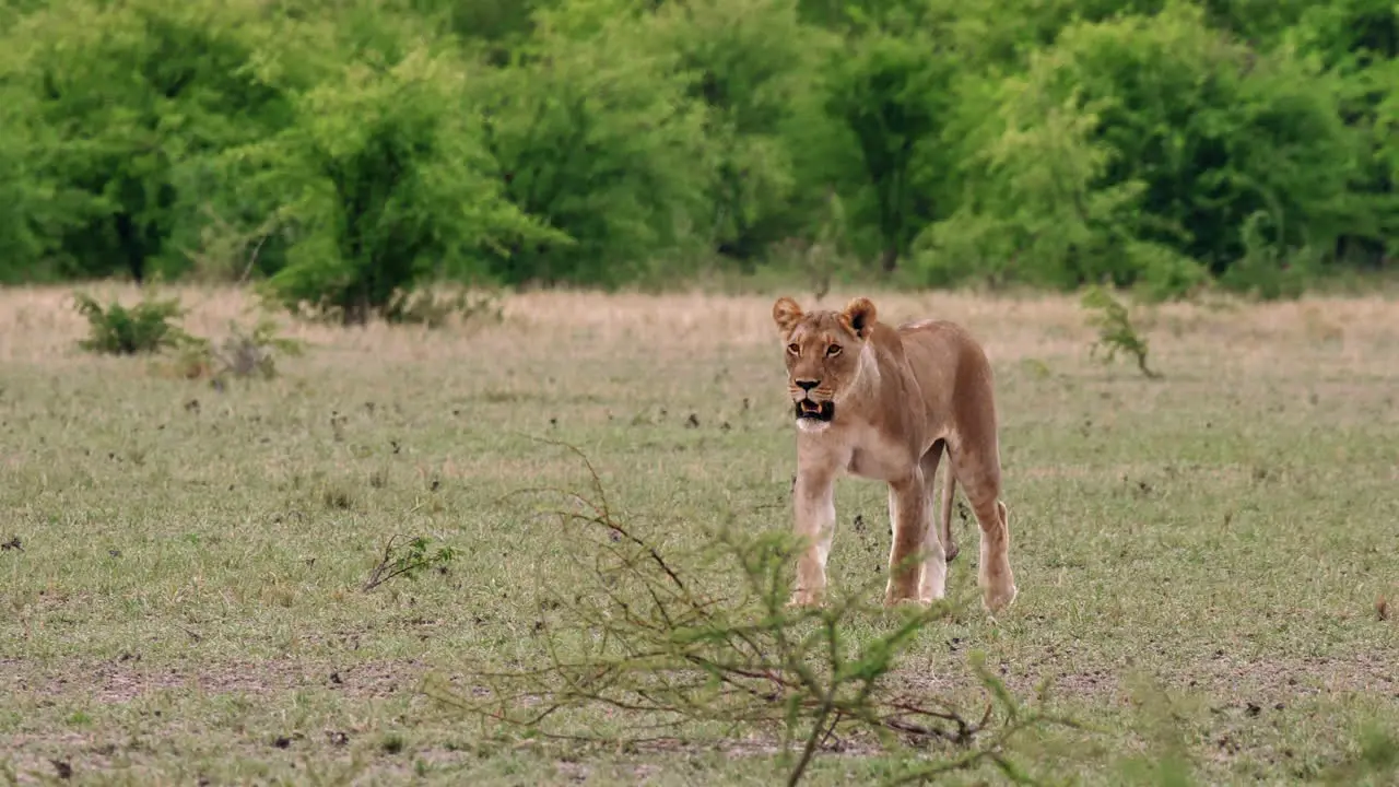 A Lioness Roaming On The Grassy Field In Nxai Pan In Botswana With Lush Bushes In The Background Medium Shot